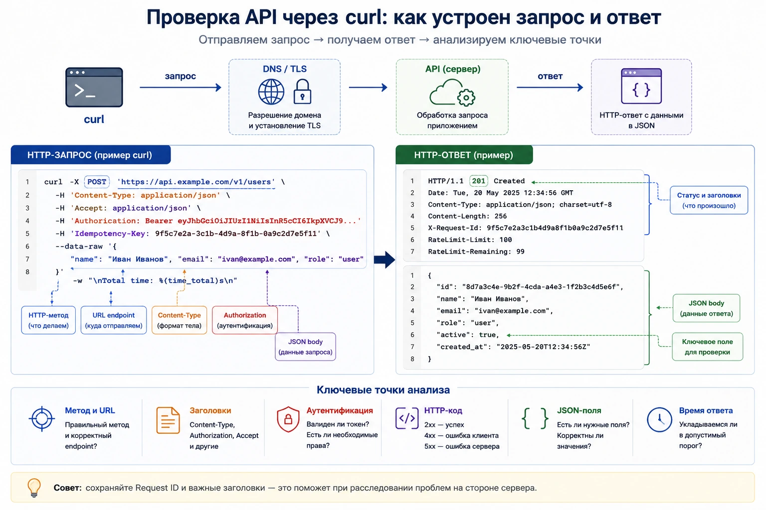 Схема curl-проверки API: запрос с методом и заголовками, HTTP-ответ, JSON и ключевые точки анализа